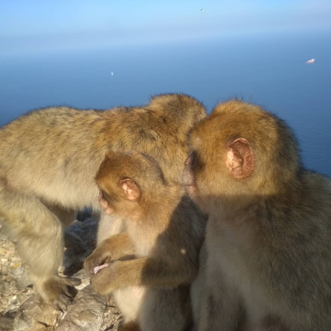 Małpki z Gibraltaru