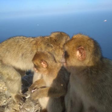 Małpki z Gibraltaru